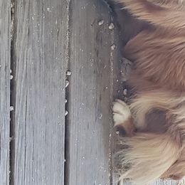 Miniature Australian Shepherds from K-9 On The Ridge