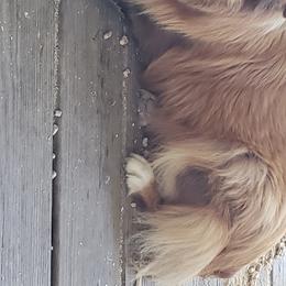 Miniature Australian Shepherds from K-9 On The Ridge