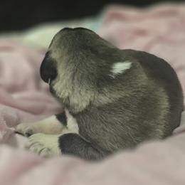 Anatolian Shepherd Dog Puppies from Florida Anatolian Shepherds