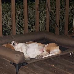 Basset Hound Puppies from Fancy Hounds