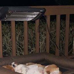 Basset Hound Puppies from Fancy Hounds