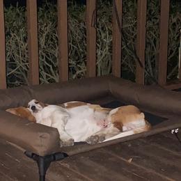 Basset Hound Puppies from Fancy Hounds