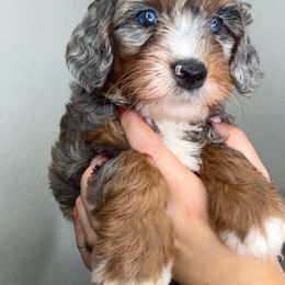 RED MALE - Arlo - Merle male Bernedoodle puppy in Gilbert, Arizona from Azbernedoodlepuppies