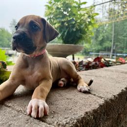 Light pink collar - Fawn female Great Dane puppy in Corsica, Pennsylvania from Ferguson Family Danes LLC