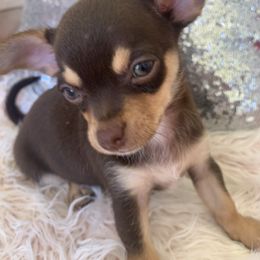 Chihuahua Puppies from Tiny Hiney Farm Chihuahuas