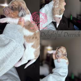 Delightful Derrick - Dapple male Dachshund puppy in Hornbeck, Louisiana from A&Z Mini Dachshunds