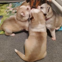 Siberian Husky Puppies from Naturez Siberians