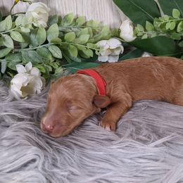 Goldendoodle and Poodle Puppies from Arizona Poodle Queen