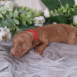 Goldendoodle and Poodle Puppies from Arizona Poodle Queen