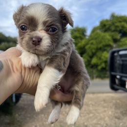 Bracco Italiano and Chihuahua Puppies from Snow Peak Kennel