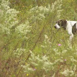German Shorthaired Pointers from Dynamite Kennels