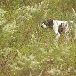German Shorthaired Pointers from Dynamite Kennels