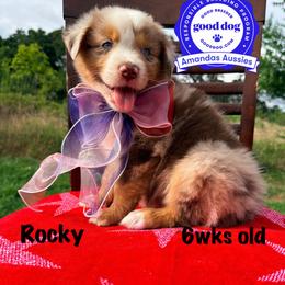 RMM black collar - Red merle male Australian Shepherd puppy in Greenville, Texas from Amandas Aussies