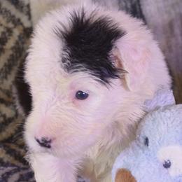 Boy 3 - Black and white male Old English Sheepdog puppy in Missouri from Roland Hills Farm