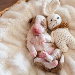 Winslow - Red  male Goldendoodle puppy in Sulphur, Louisiana from Curly Q’s Of Carlyss