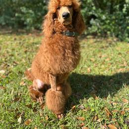 Chili - Poodle