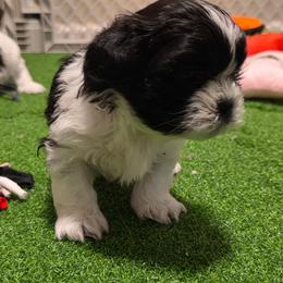 Boy Three red collar - Black and white male Shih Tzu puppy in New Bern, North Carolina from Kuddly Creatures