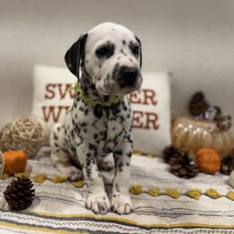 Scissors - White and black male Dalmatian puppy in Carlsbad, New Mexico from ECMO Farm Dalmatians & Labrador Retrievers