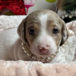 Bailey - Dapple female Dachshund puppy in Fayetteville, West Virginia from Loop Creek Dachshunds