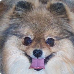 Pomeranian All Grown Up from ShowPomeranians