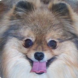 Pomeranian All Grown Up from ShowPomeranians
