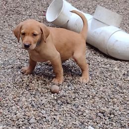 Labrador Retriever Puppies from RiversWild Retrievers
