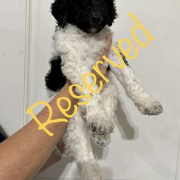 Poodle Puppies from Post Falls Poodles