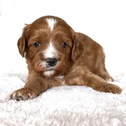 Colt - Apricot male Cavapoo puppy in Pasco, Washington from Columbia Basin Puppies