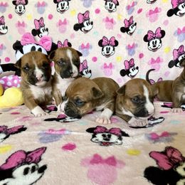 Girl 2 - American Staffordshire Terrier puppy in North Carolina from Kaye-Nyne Kennels