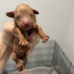 Poodle Puppies from Segovia Pups