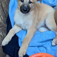 Chinook Puppies from Ferncroft Chinooks