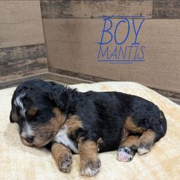 Mantis - Tri-color male Bernedoodle puppy in Cambridge, Minnesota from Country Meadow Doodles