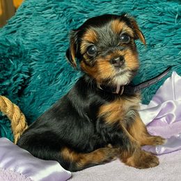 Yorkshire Terriers from OT’S PRECIOUS PUPS