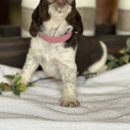 English Springer Spaniel Puppies from Murphy Farms