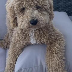 Bernedoodles, Double Doodles, and Goldendoodles from Florida Doodles