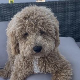 Bernedoodles, Double Doodles, and Goldendoodles from Florida Doodles