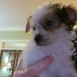 West Highland White Terrier and Yorkshire Terrier Puppies from Debra Burnett