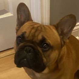 Rollie - French Bulldog
