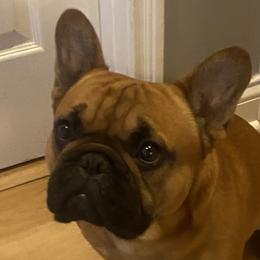 Rollie - French Bulldog