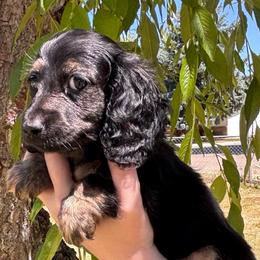 Blaze - Black and cream male Dachshund puppy in Nampa, Idaho from 208 Wiener Wiggle Butts LLC
