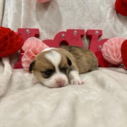 Sarge- Sargent - White and red male Pembroke Welsh Corgi puppy in Dugspur, Virginia from Camelot Corgis