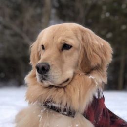 Golden Retrievers from Karen's Goldens