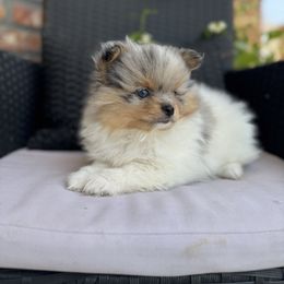 Boy 2 - Blue merle male Pomeranian puppy in California from Savvypomeranians