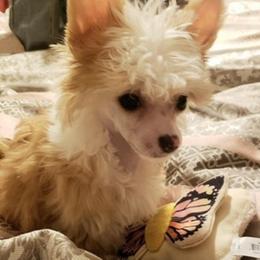 Chihuahua and Chinese Crested Puppies from Western Kentucky Chihuahua’s and Chinese Crested’s