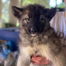 Harumi - Agouti and white female Siberian Husky puppy in Tennessee from Heavenly Made Huskies and Poms