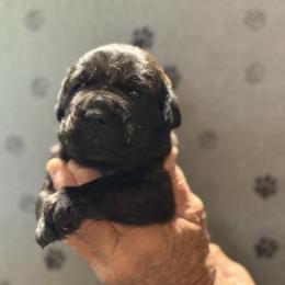 Green - Black brindle male Cane Corso puppy in Paris, Texas from Knucklehead Cane Corso