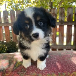 Ted - Black tri male Miniature American Shepherd puppy in Chubbuck, Idaho from Sunny J Corgis and Mini Americans