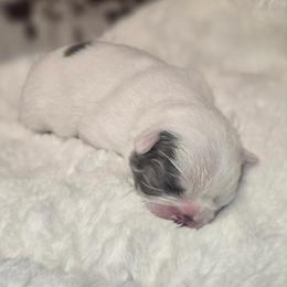 Wynona - Blue female French Bulldog puppy in Waitts Lake, Washington from Best Friend standard Frenchies