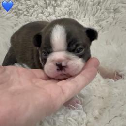Boy 1 - Black brindle and white male Boston Terrier puppy in Eight Mile, Alabama from Bishop's Bostons