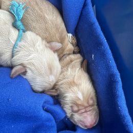Golden Retriever Puppies from St. Paul Goldens